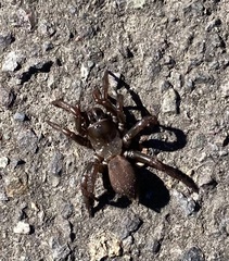 Antrodiaetus pacificus