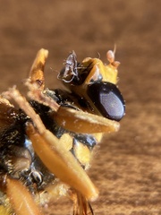 Milesia virginiensis