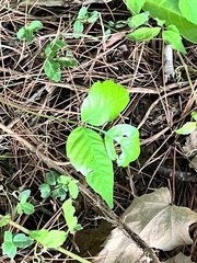 Toxicodendron