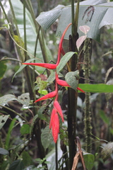 Heliconia chrysocraspeda