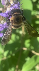 Xylocopa virginica virginica