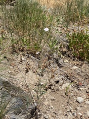 Epilobium brachycarpum