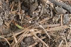 Coleoptera