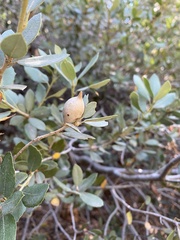 Heteroecus pacificus