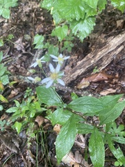 Doellingeria infirma