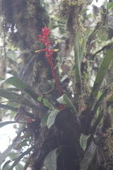 Bromeliaceae