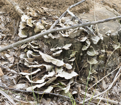 Trichaptum fuscoviolaceum