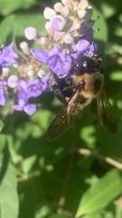 Xylocopa virginica virginica