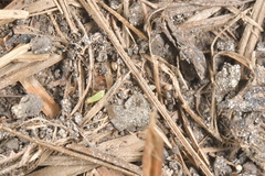 Coleoptera