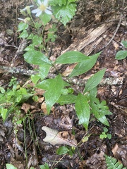 Doellingeria infirma