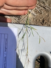 Epilobium brachycarpum