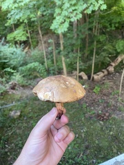 Gyroporus castaneus