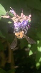 Xylocopa virginica virginica