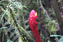 Costus plowmanii