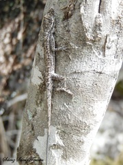 Anolis sericeus