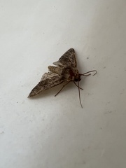 Helotropha reniformis