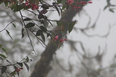 Cavendishia bracteata