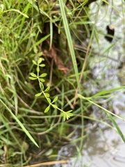Galium palustre