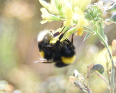Bombus lucorum