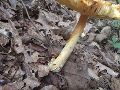 Amanita jacksonii