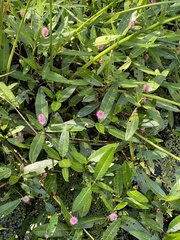 Persicaria amphibia