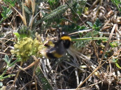Bombus lucorum