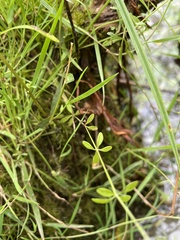 Galium palustre