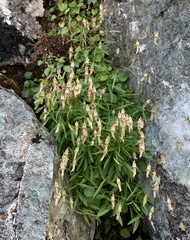 Campanula cochleariifolia
