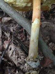 Amanita jacksonii