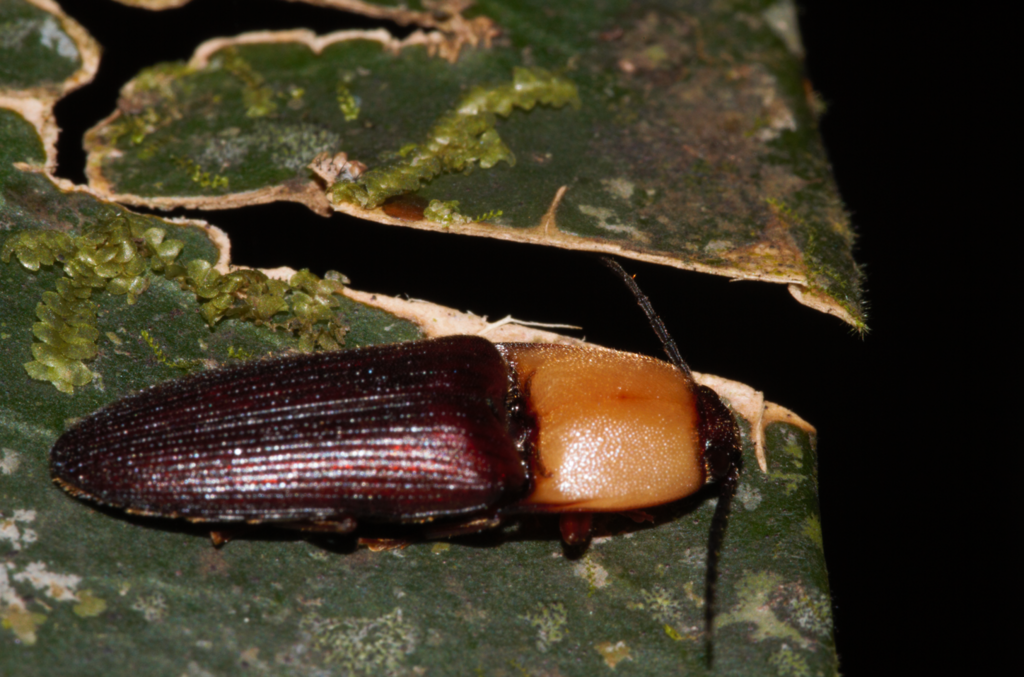 Monelasmus guyanensis