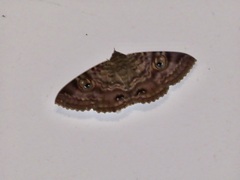 Speiredonia spectans
