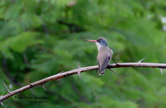 Leucolia violiceps