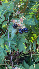 Rubus laciniatus
