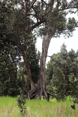 Metrosideros polymorpha