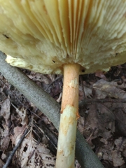 Amanita jacksonii