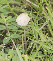 Conocybe apala