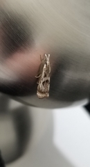 Microcrambus elegans