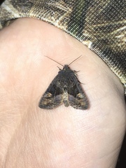 Euplexia benesimilis
