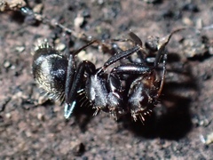 Myrmaphaenus