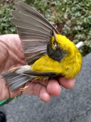 Cardellina canadensis