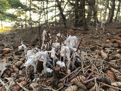 Monotropa uniflora