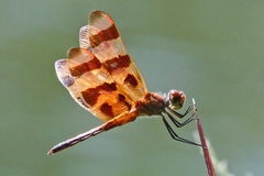 Celithemis eponina