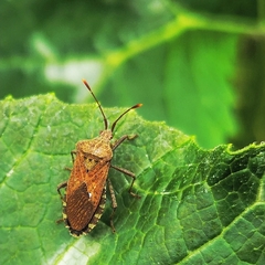 Anasa