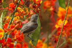 Auriparus flaviceps