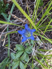 Gentiana newberryi