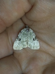 Leuconycta diphteroides