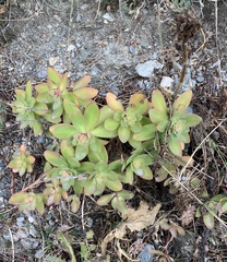 Hylotelephium anacampseros