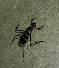 Micropezidae