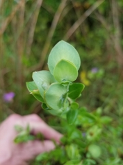 Hypericum crux-andreae