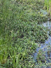 Persicaria amphibia